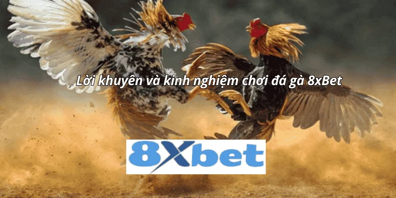 Lời khuyên và kinh nghiệm chơi đá gà 8xbet